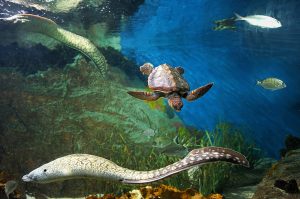 Acuario de Almuñécar