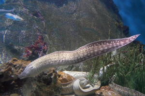 Acuario de Almuñécar