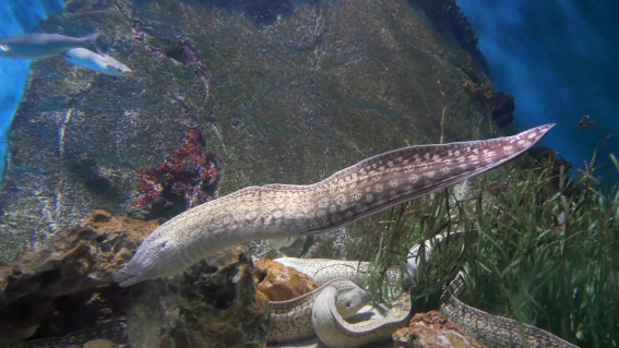 Acuario de Almuñécar