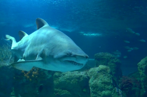 Acuario de Almuñécar