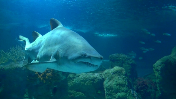 Acuario de Almuñécar