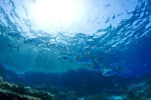 Buceo La Herradura