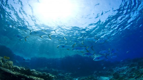 Buceo La Herradura