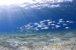 Buceo La Herradura