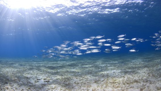 Buceo La Herradura