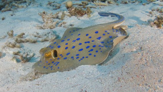 Buceo La Herradura