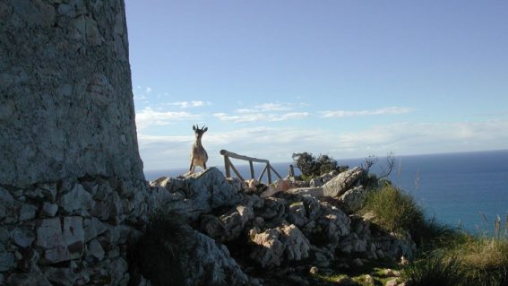 Paraje Natural Acantilados Maro-Cerro Gordo