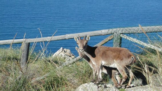 Paraje Natural Acantilados Maro-Cerro Gordo