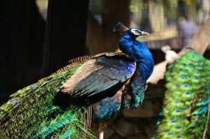Parque Ornitológico “Loro Sexi”