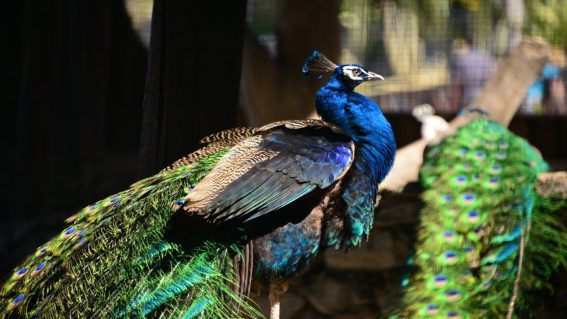 Parque Ornitológico «Loro Sexi»