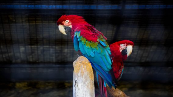 Parque Ornitológico «Loro Sexi»