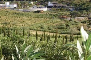 Parque del Mediterráneo