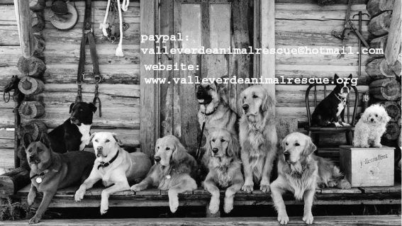 Valle Verde Animal Rescue La Herradura